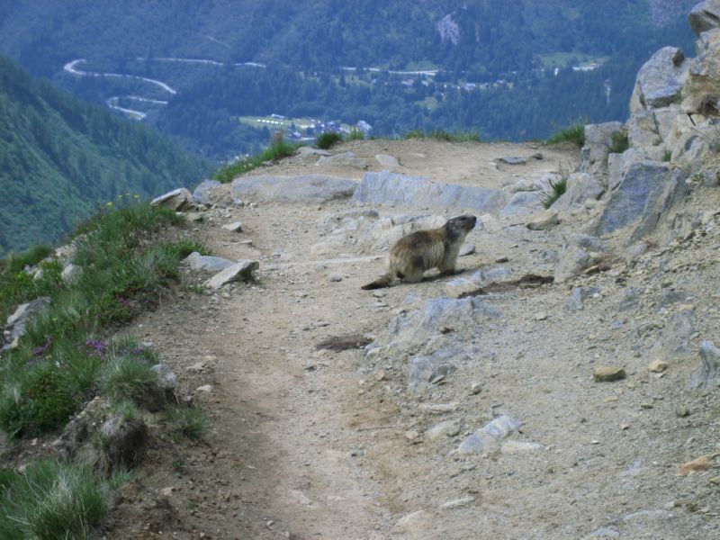 HR Day1 (09) Marmot